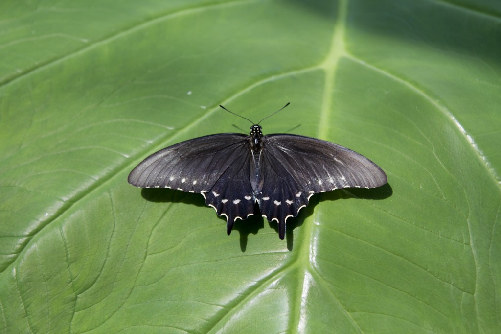 Black beauty.